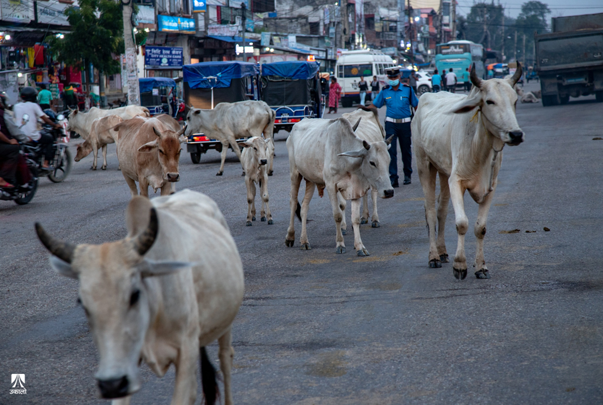 राजमार्ग नै छेक्ने पशु चौपायाका बथान  (तस्वीरहरू)