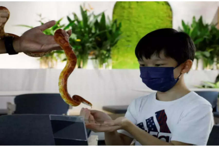 यस्तो क्याफे जहाँ सर्प र छेपारोसँग खेल्न पनि पाइन्छ