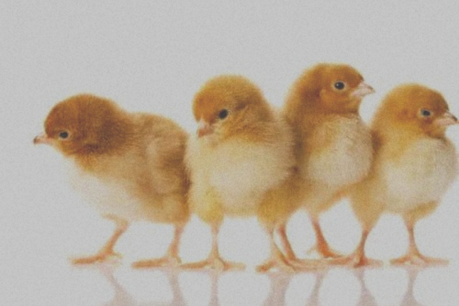 मागभन्दा उत्पादन बढी भएपछि ह्याचरी उद्योगद्वारा चल्ला उत्पादन बन्द