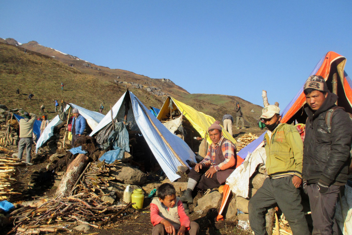 अस्वाभाविक हिमपात र हिमपहिरो: यार्सा संकलन जोखिमपूर्ण, उत्पादन घट्दा जीविकोपार्जन मुस्किल