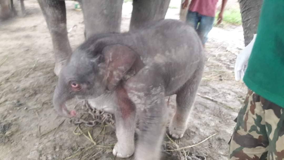 कोशी टप्पु र चितवनमा संरक्षित हात्तीले जन्माए बच्चा