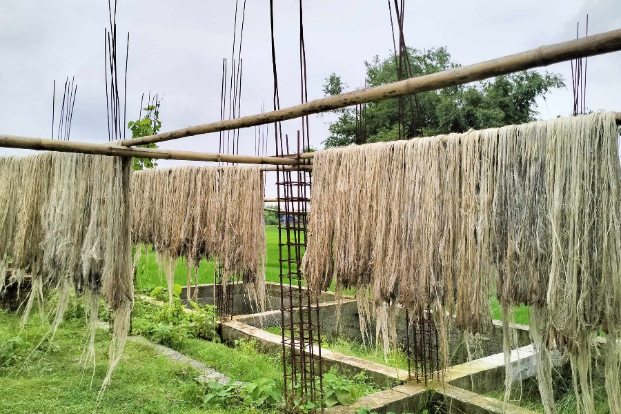 जुटको उत्पादन बढ्यो, मूल्यमा भने गिरावट