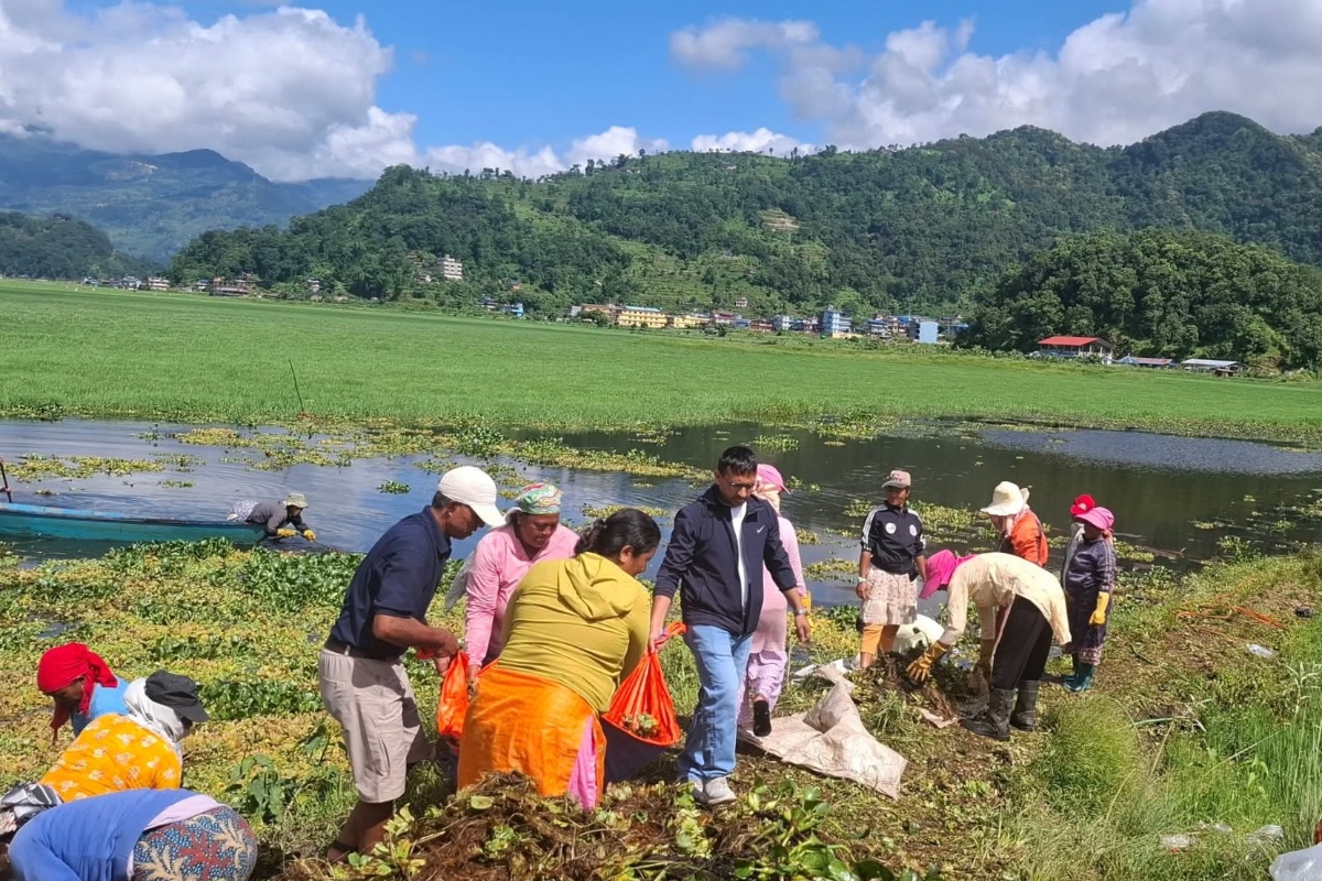 फेवातालको पहिचान जोगाउन सक्रिय पोखरेली, जलकुम्भीलाई आम्दानीको स्रोत बनाउने योजना