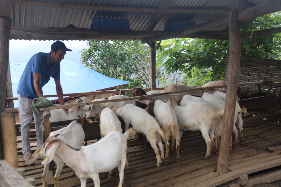 शिक्षण पेसा छाडेर बाख्रापालनमा रमाएका याम