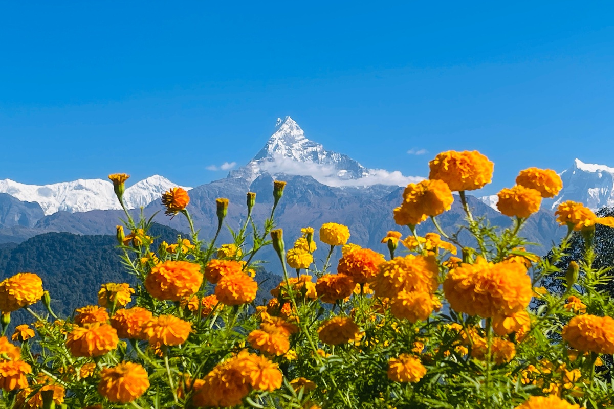 समुद्रपारि दाजुभाइ, आँगनभरि ढकमक्क मखमली