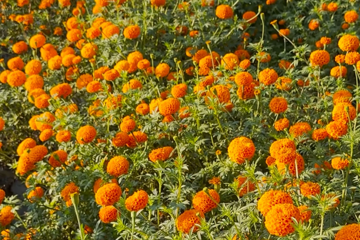 सामूहिक फूलखेतीमा तनहुँका महिला