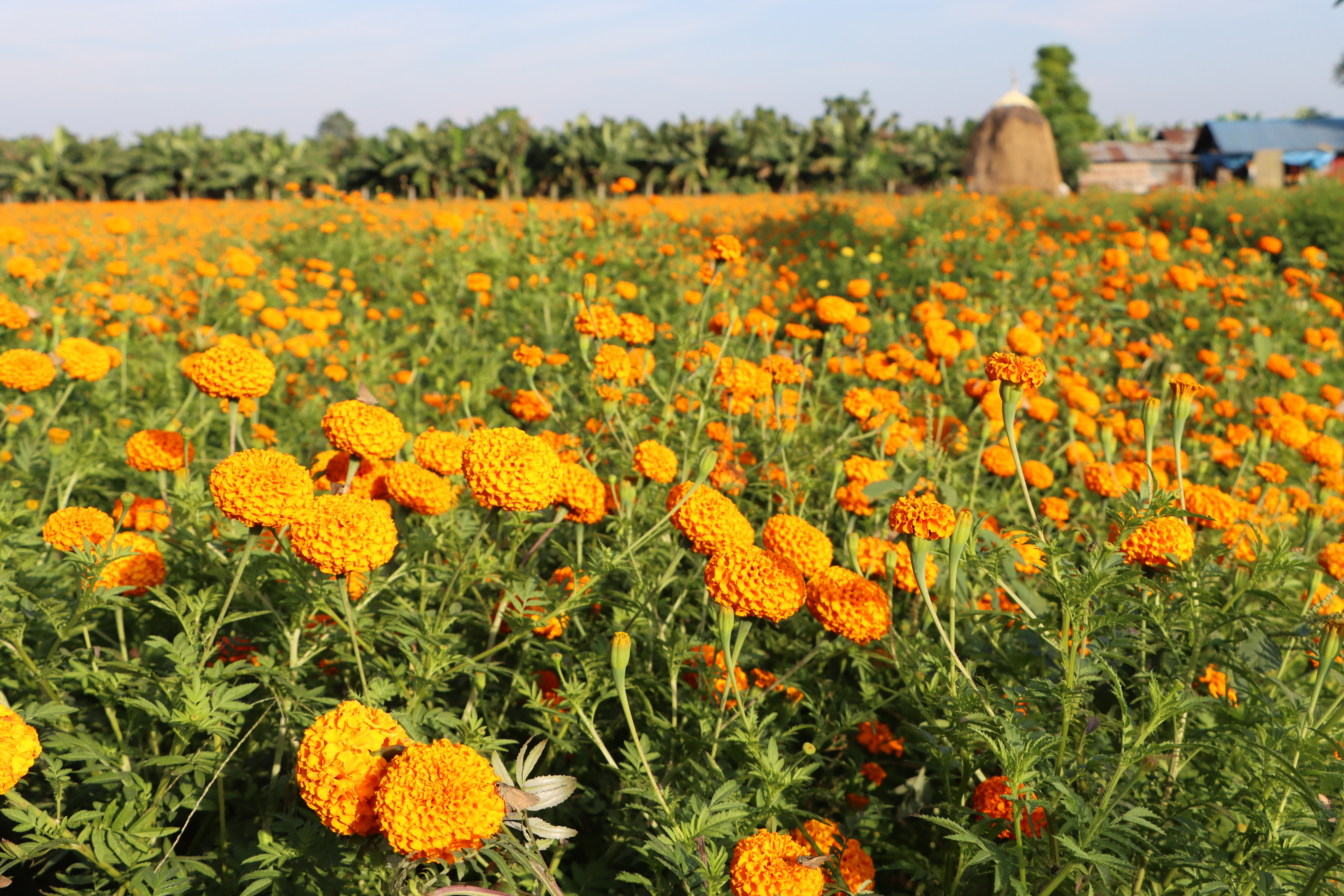 फूल उत्पादनमा वृद्धि, निर्यात दोब्बरले बढ्यो