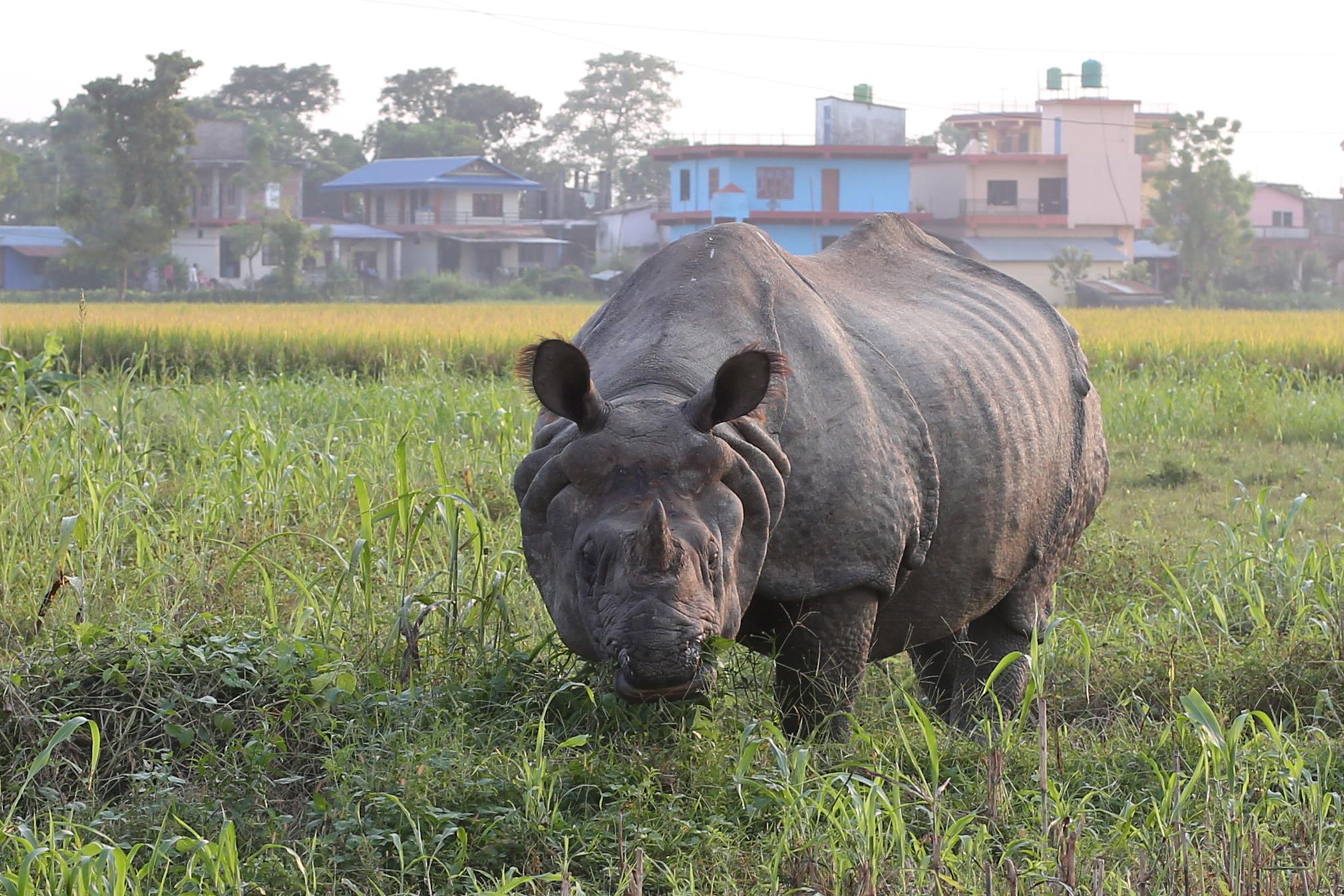 गैँडाको आक्रमणबाट चितवनमा एक जनाको मृत्यु