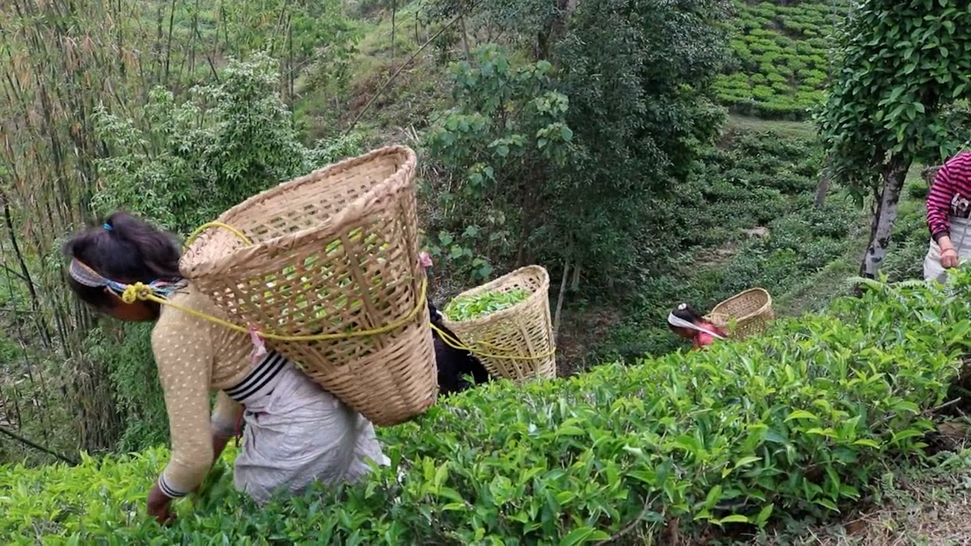 इलाममा चियाको ‘फस्ट फ्लस’ टिपाई सुरु