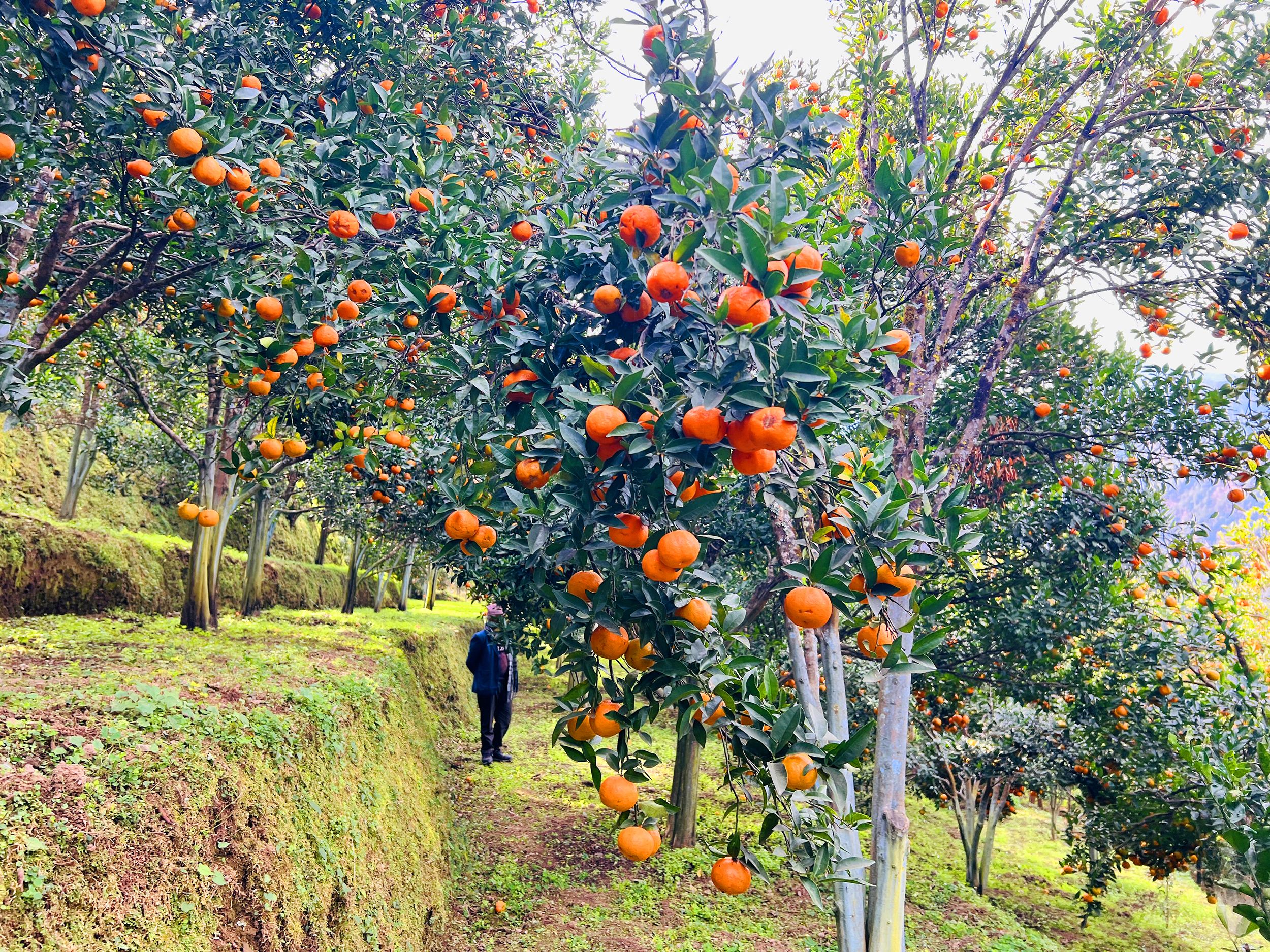 बागलुङमा २७ करोडको सुन्तला उत्पादन