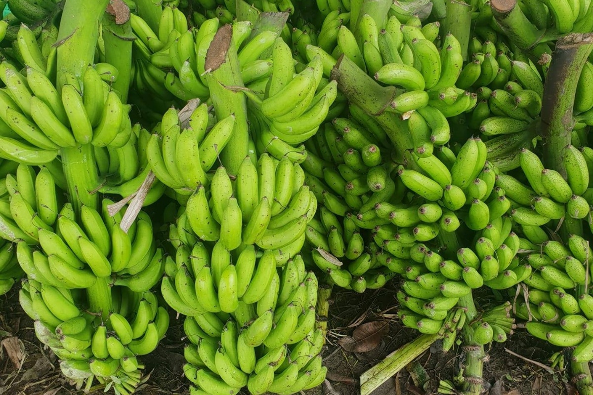 नेपालमा उत्पादित केराले नै दशैँ, तिहार र छठ धान्ने, आयात नगर्न अनुरोध