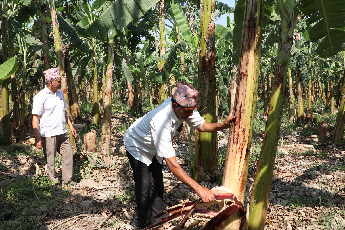 ‘किसानले केरा सस्तोमा बेच्न बाध्य छन्, उपभोक्ताले भने महँगो मूल्य तिर्नुपरेको छ’