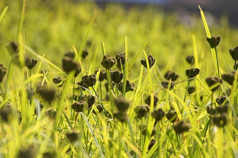 माग बढ्दा घट्दै कोदो उत्पादन, बनमाराले ढाकिँदै पाखोबारी