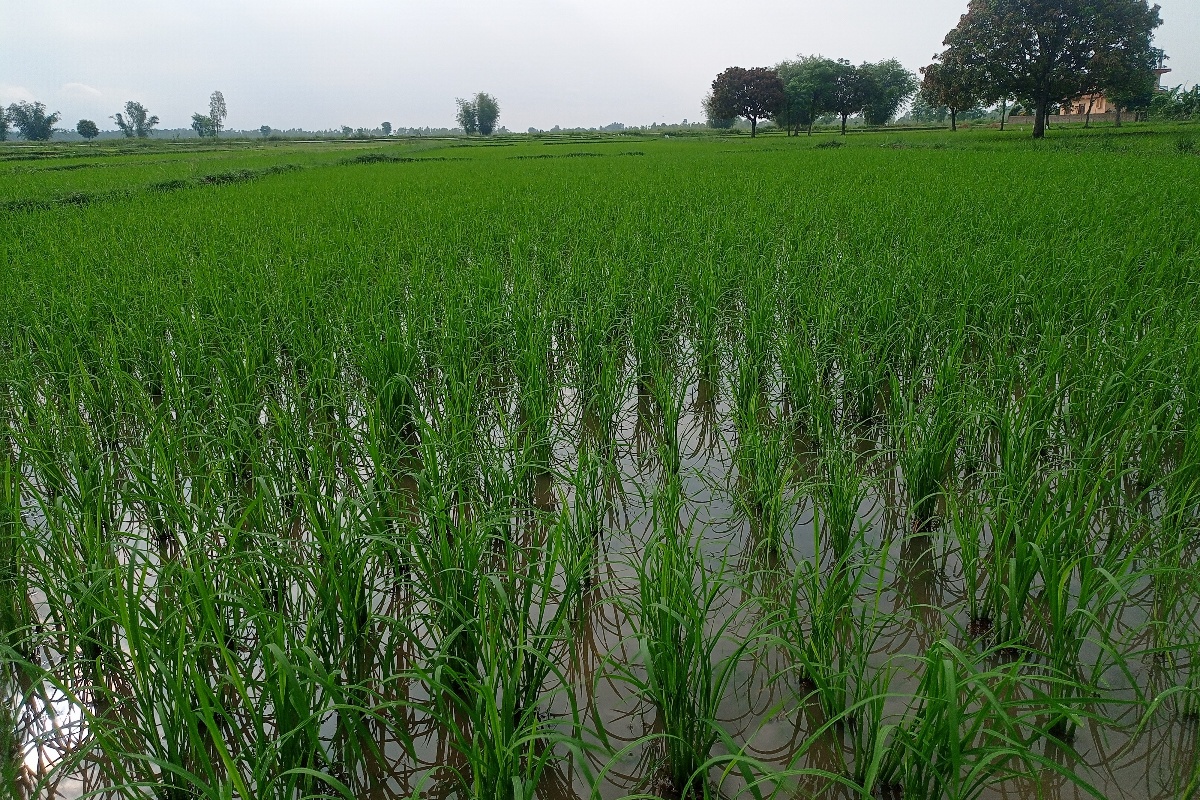 साउन सकिँदा महोत्तरीमा करिब ७५ प्रतिशत रोपाइँ