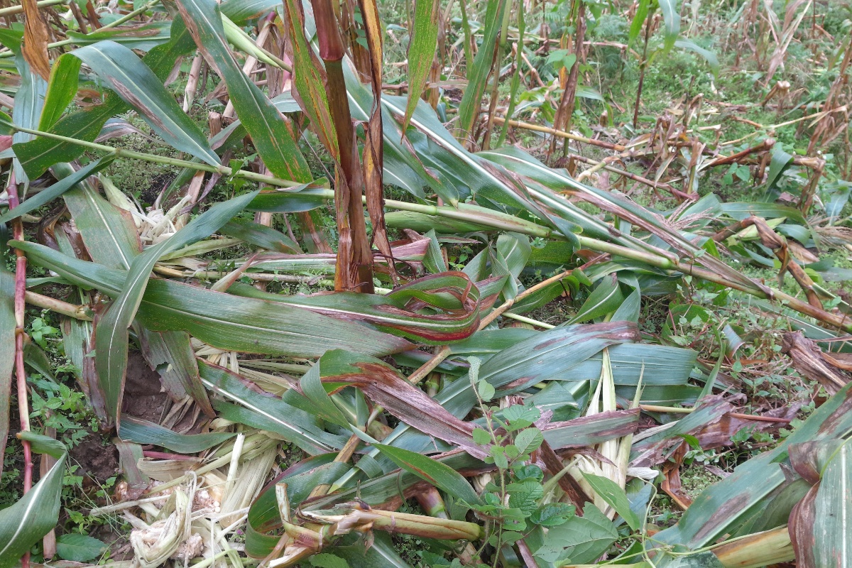 बँदेलले बाली सखाप पारिदिएपछि चिन्तित छन् ताप्लेजुङका किसान