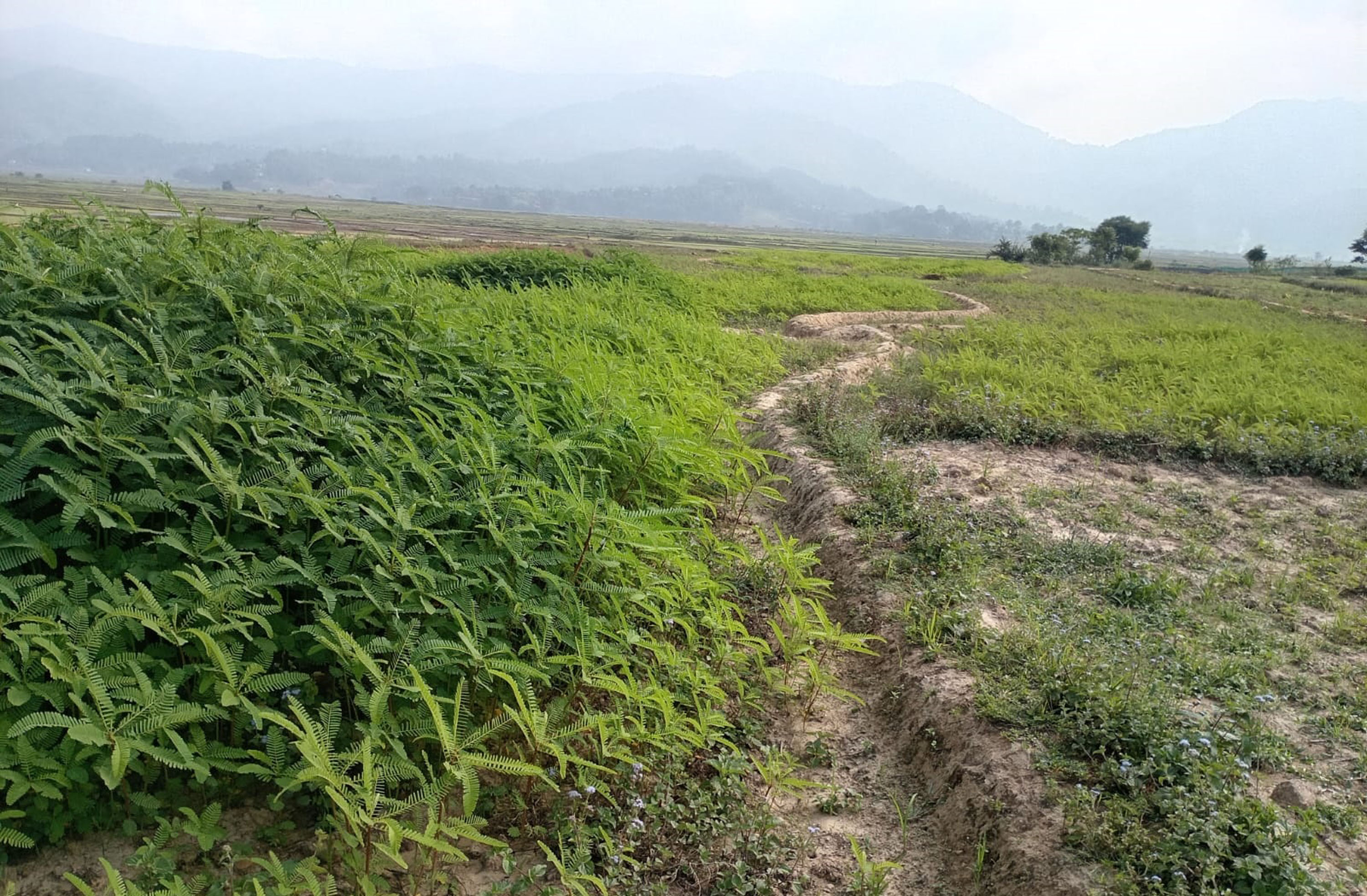 रासायनिक मलको अभाव र चर्को मूल्यपछि पाल्पाका किसान ढैँचाखेतीतर्फ आकर्षित