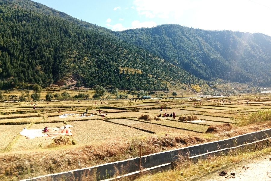 जुम्ली किसानलाई मार्सीधान काट्न चटारो