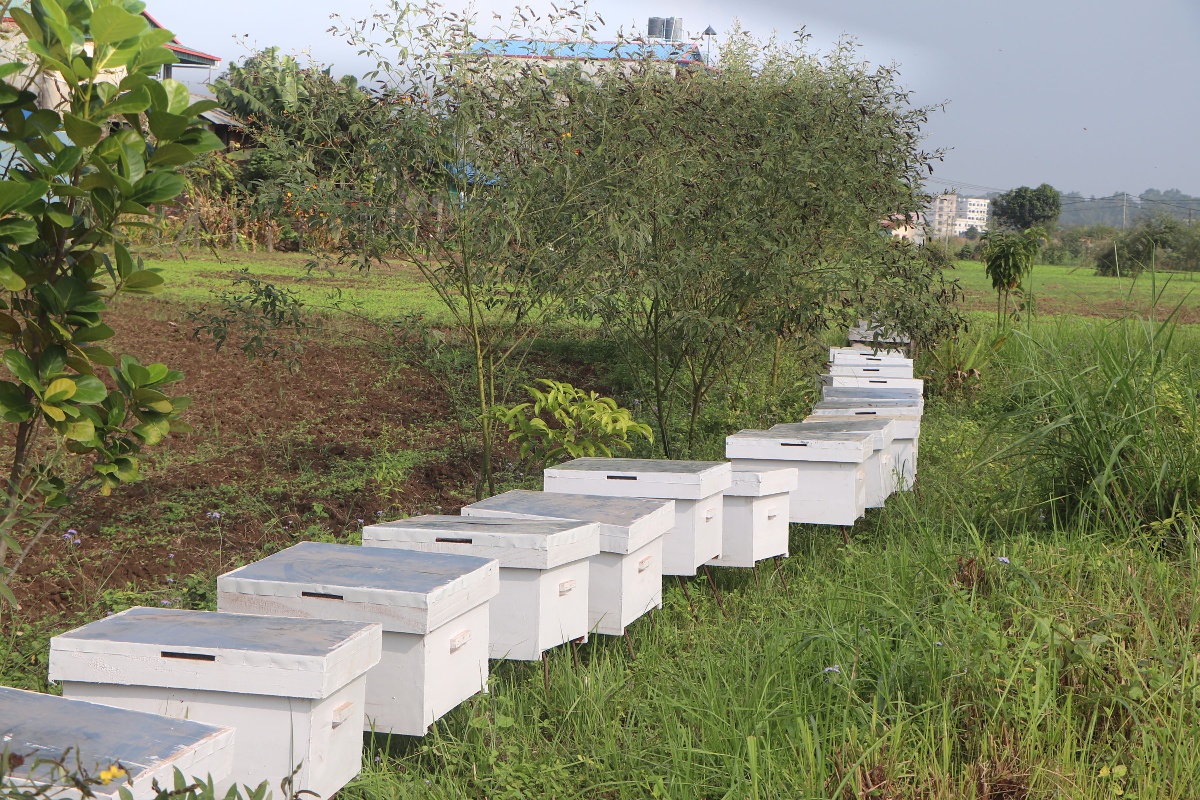 आयातित महको मारमा स्वदेशी मौरीपालक किसान, चरन क्षेत्रमा पनि अवरोध