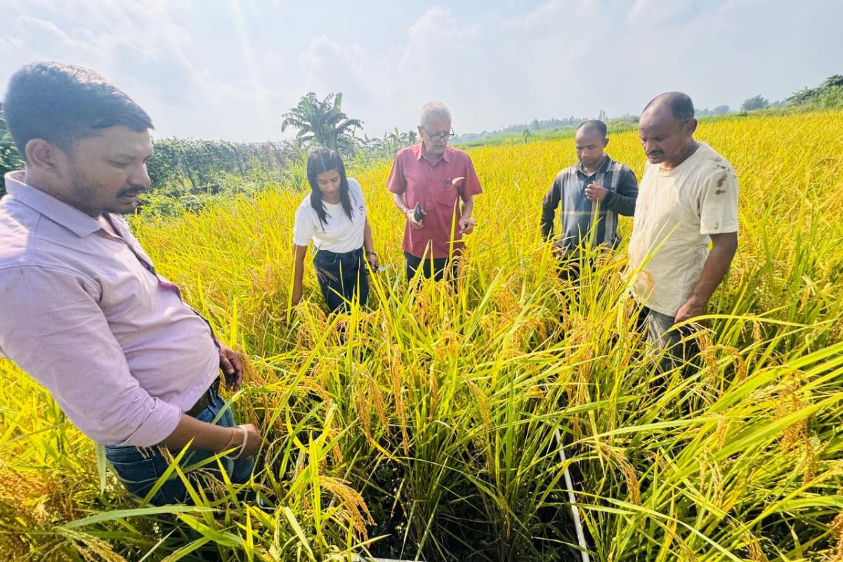 मोरङमा धानको उत्पादनसँगै मूल्यमा पनि गिरावट