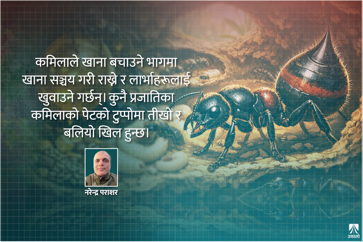 कमिलाहरूको अद्भुत संसार