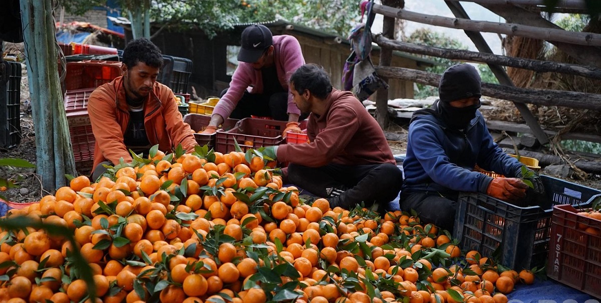 म्याग्दीको दोसल्लेमा बल्ल शुरू भयो सुन्तला टिप्ने चटारो