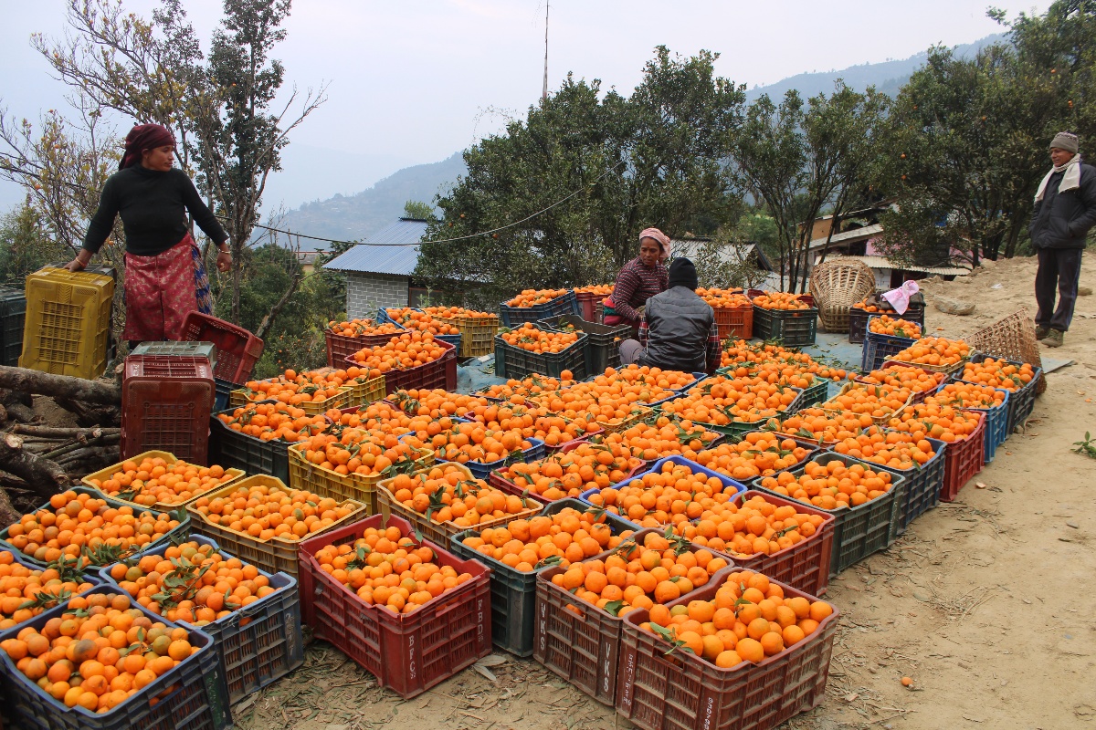 सिगाना बन्यो ‘सुन्तला गाउँ’, भित्रियो ४ करोड