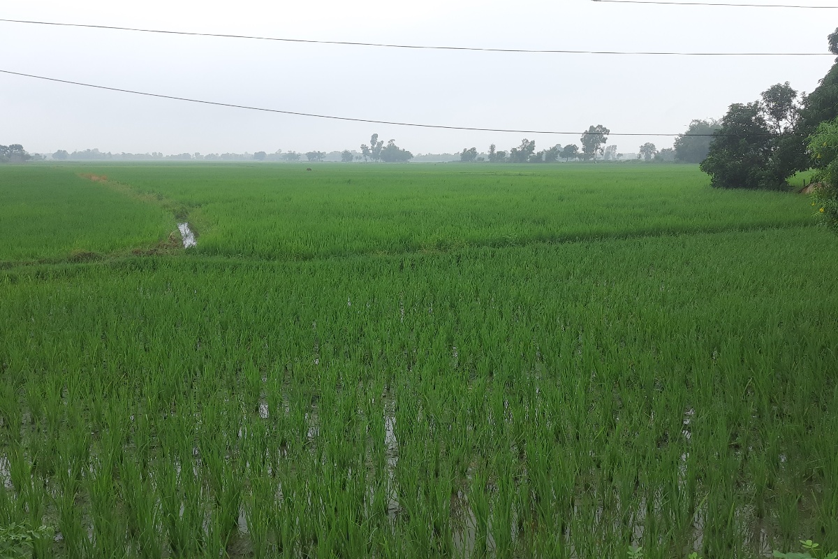 खडेरीको संकट झेलेका पर्साका कृषकलाई मलको पिरलो