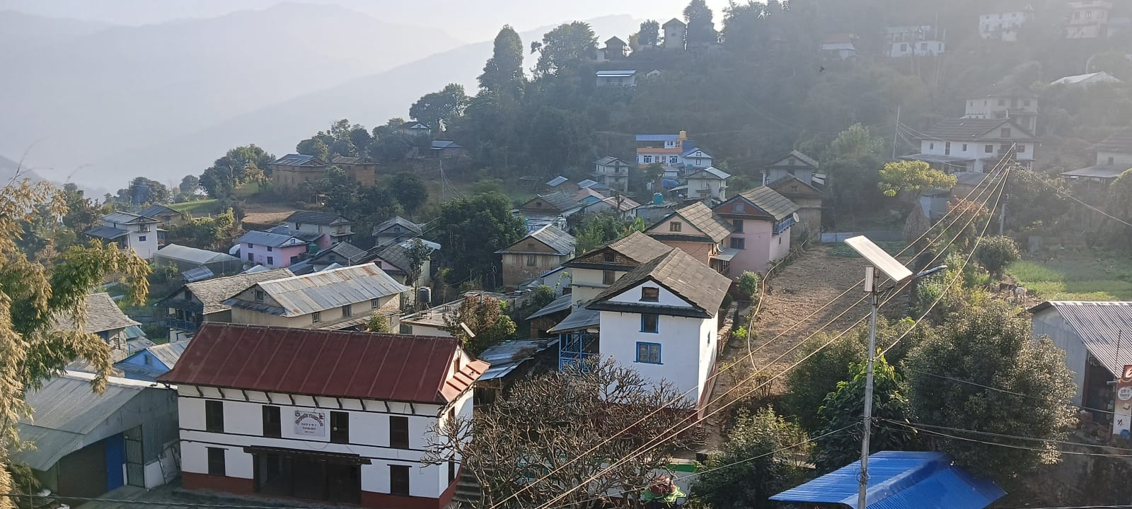 बाँदरको आतंकले किसान चिन्तित, समात्नेलाई एक हजार पुरस्कार