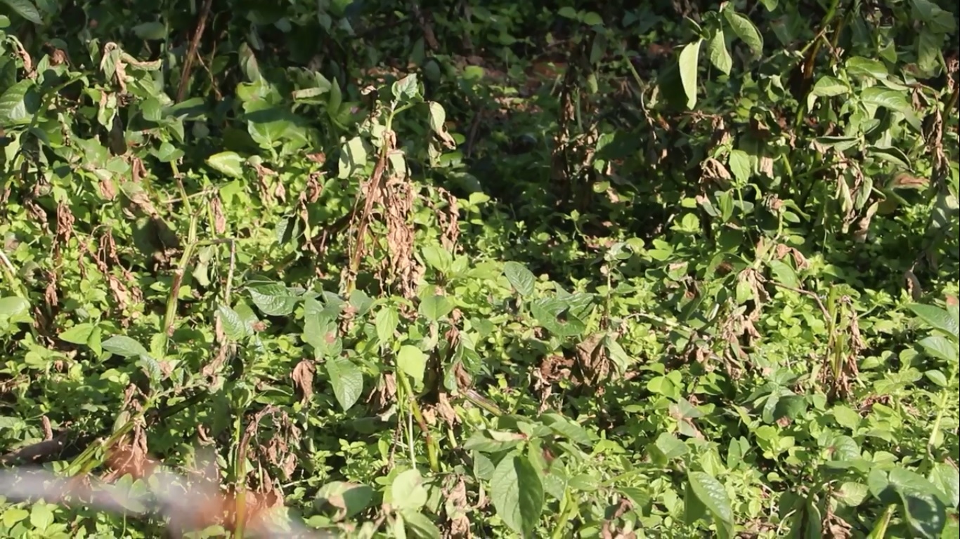 भोजपुरमा हिउँदे आलुमा डढुवाको संक्रमण