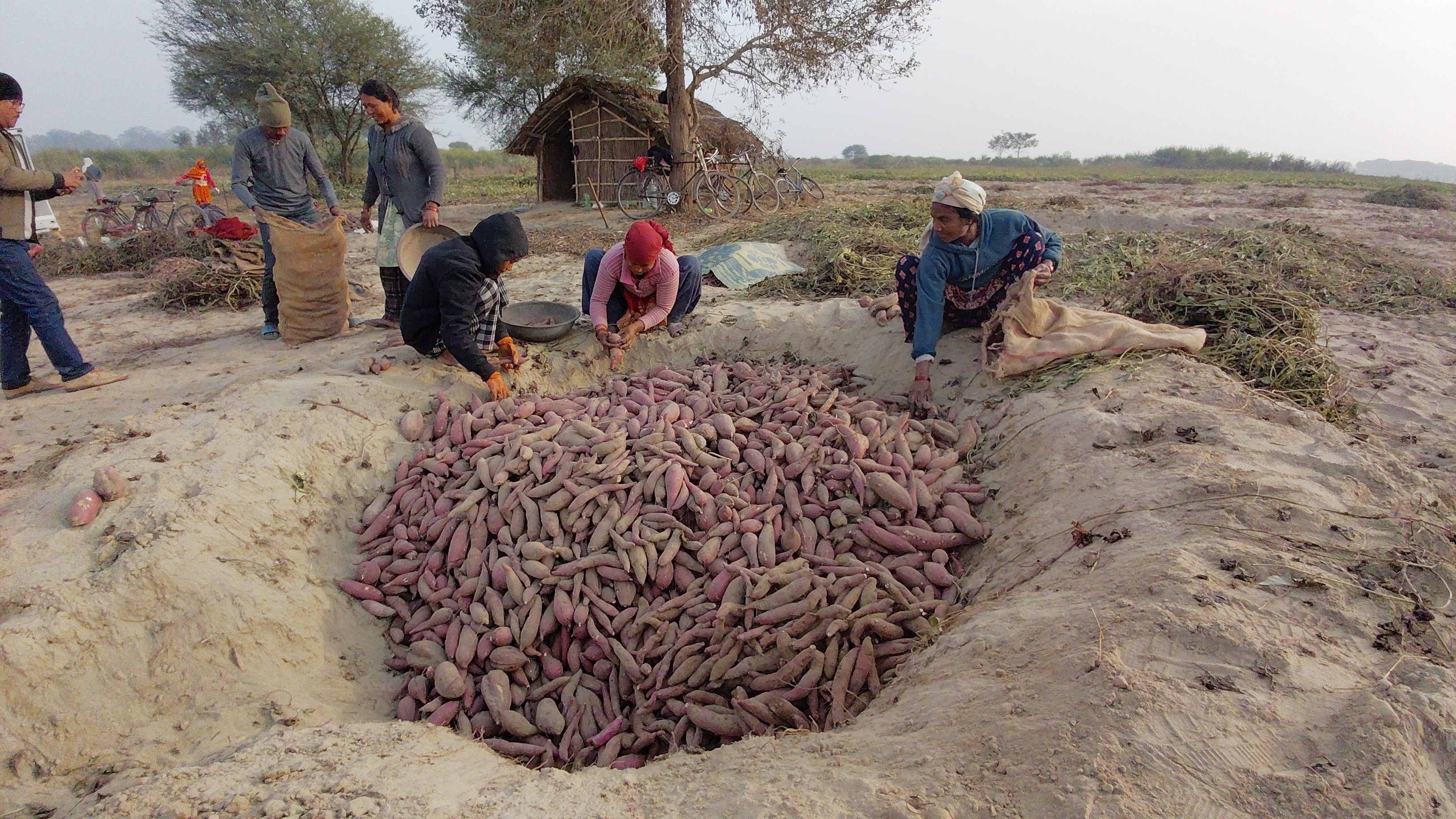 बगरमा लगाइएको सखरखण्डबाट आम्दानी गर्दै बाँकेका किसान