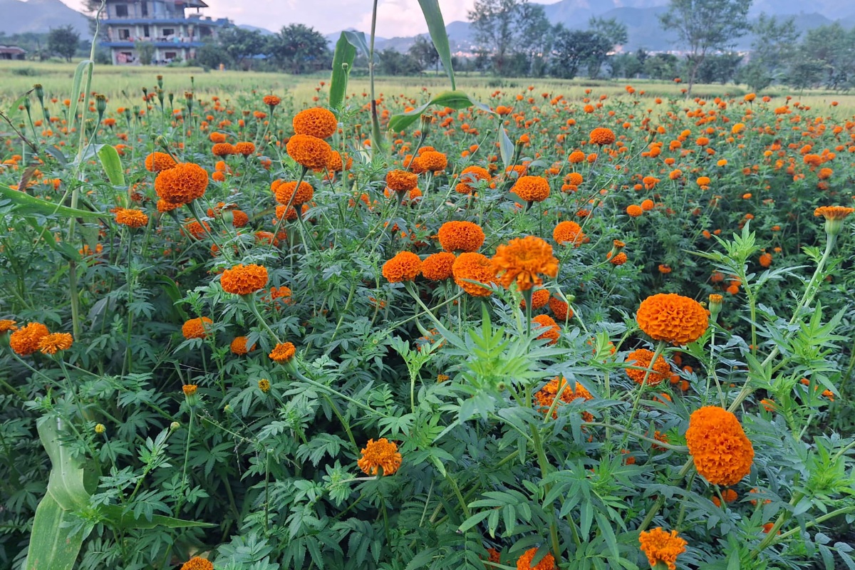 पुष्प व्यवसायमा ८ अर्ब ८३ करोड लगानी, ५३ हजारलाई रोजगारी