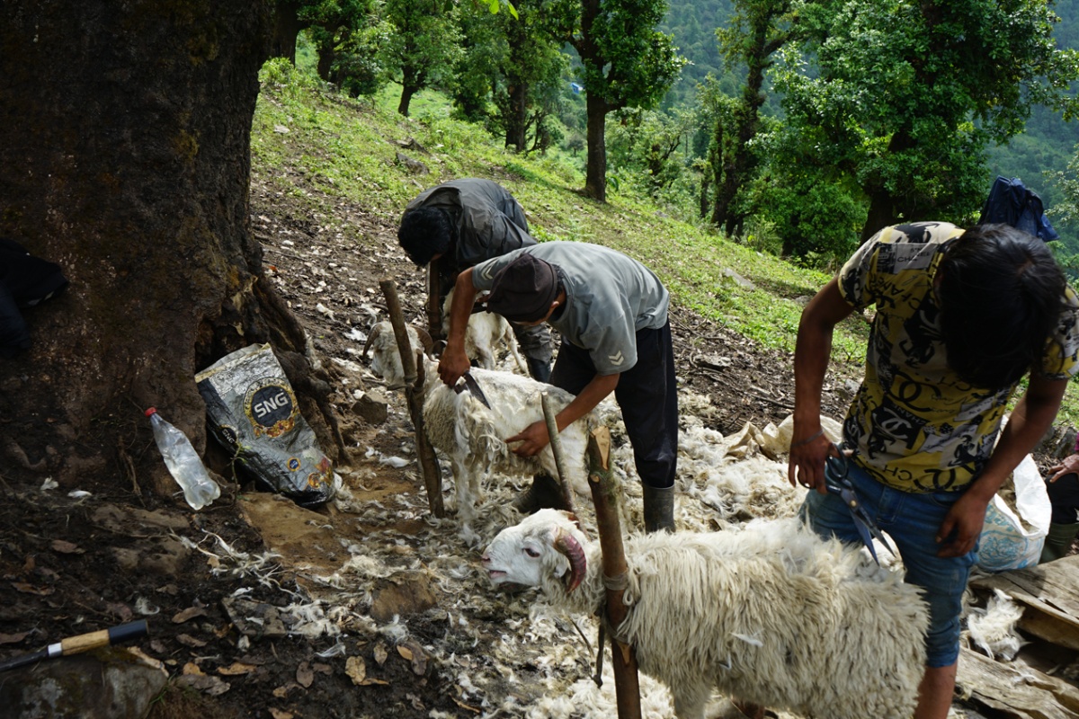 प्रयोग हुन छाडेपछि खेर जाँदै भेडाको ऊन