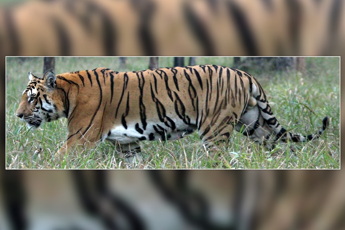 विश्व बाघ दिवसः मानव–बाघ सहअस्तित्वका कार्यक्रम आवश्यक