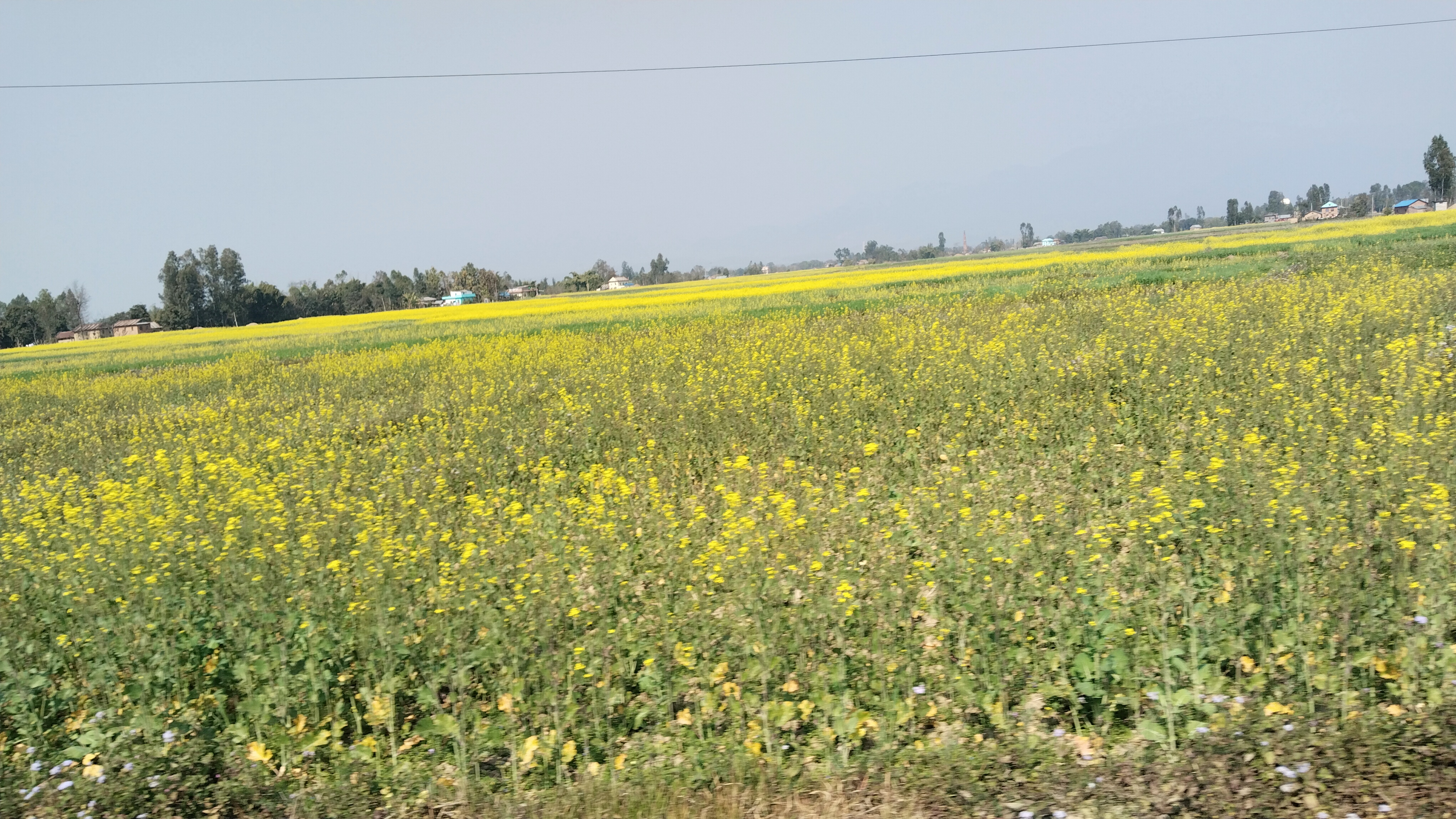 दाङमा बढ्यो तोरीको उत्पादन, छैन बजारको समस्या
