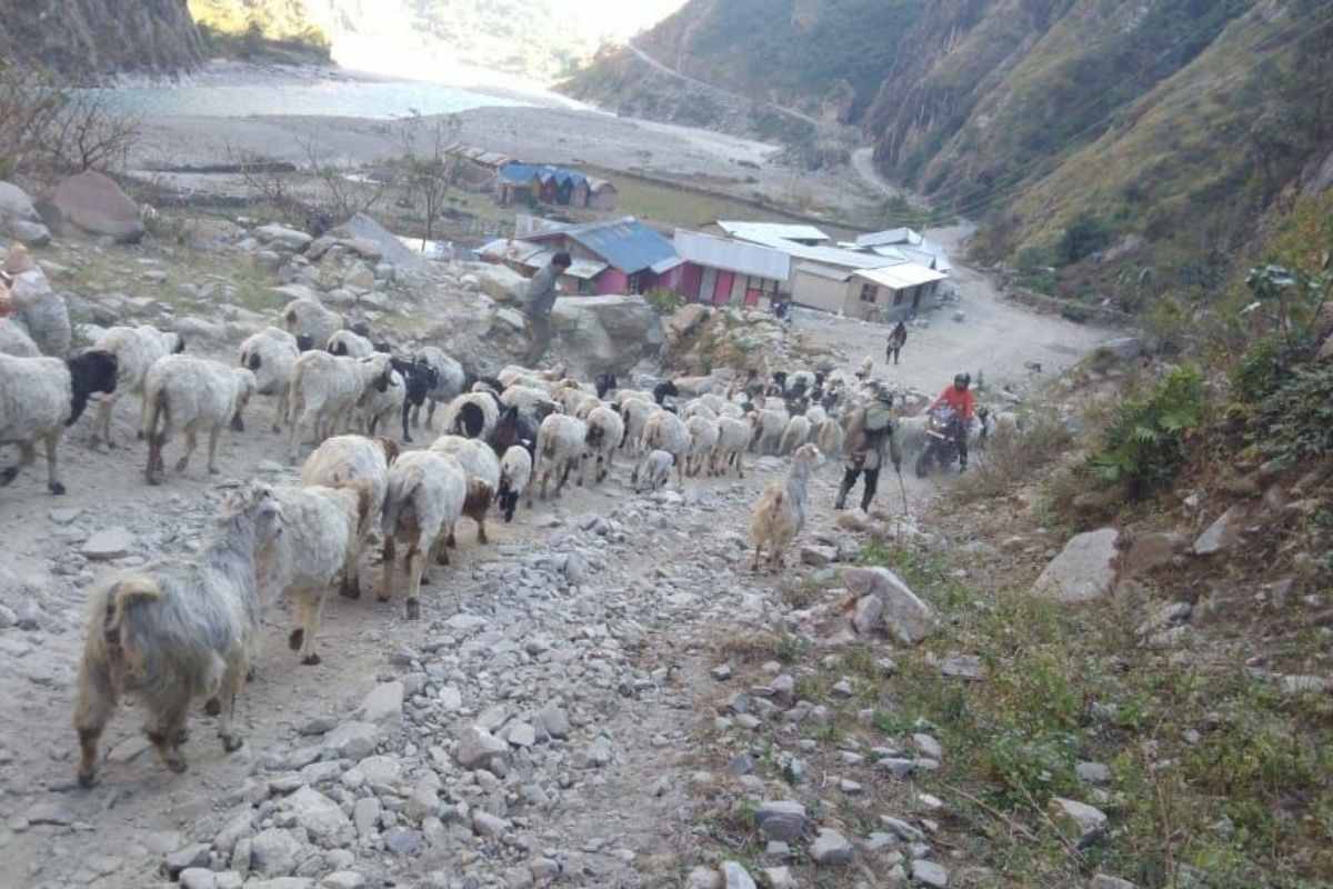 भेडाबाख्रा लिएर बेँसी झरे चुमनुब्रीका गोठाला