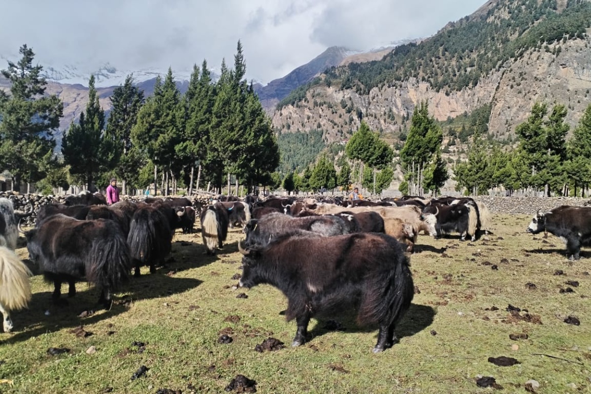 हिमपातपछि बेँसी झारियो मुस्ताङका याकचौँरी