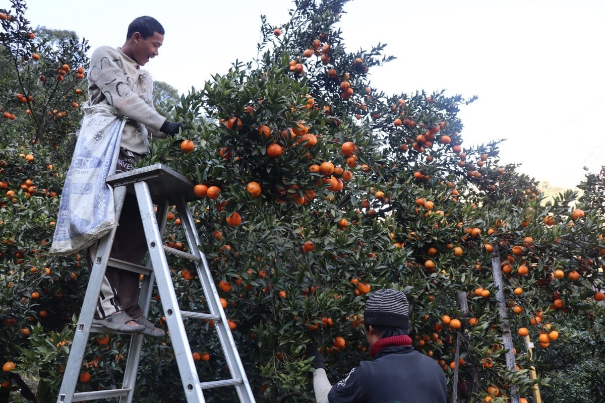 सुन्तला टिप्ने काम खोज्दै धादिङका युवा म्याग्दीमा